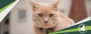 Banner para Pet Shop com Foto de Gato para Editar Online